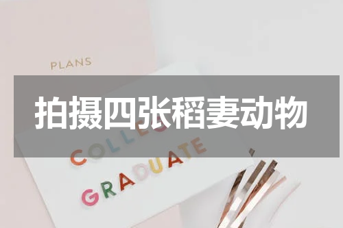 拍摄四张稻妻动物