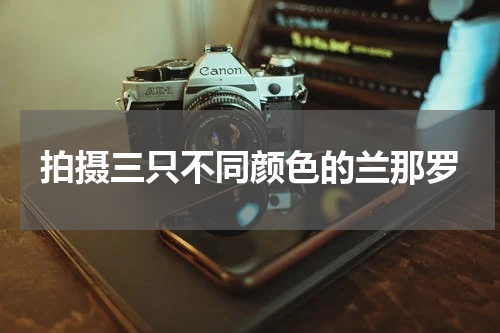 拍摄三只不同颜色的兰那罗