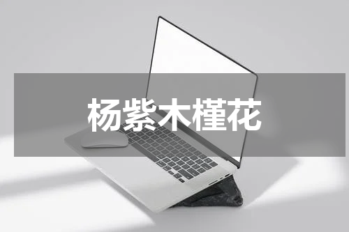 杨紫木槿花