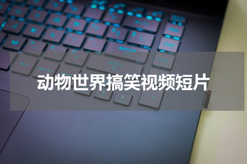 动物世界搞笑视频短片
